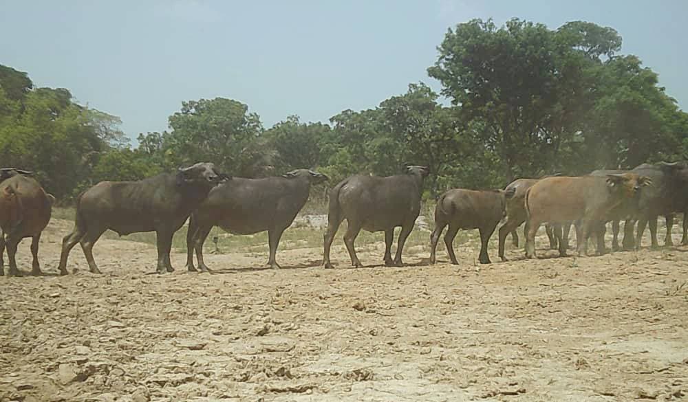 LES ANIMAUX DE LA FORÊT AU BÉNIN : LE SECRET SAUVAGE D’AFRIQUE QUE LE MONDE VA S’ARRACHER DANS LES PROCHAINES ANNÉES — photo 1